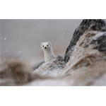 Sony SEL-400800 G F6.3-8