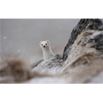 Sony SEL-400800 G F6.3-8