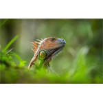 Sony SEL-400800 G F6.3-8