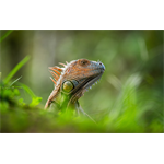 Sony SEL-400800 G F6.3-8
