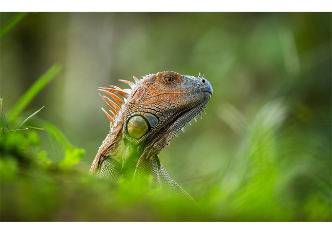 Sony SEL-400800 G F6.3-8
