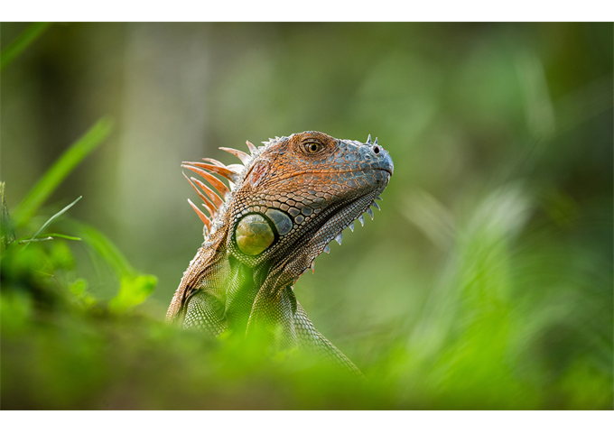 Sony SEL-400800 G F6.3-8