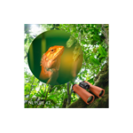 Swarovski Optik NL Pure 8x42