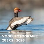 Workshop N688 Vogelfotografie