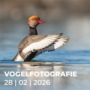 Workshop N688 Vogelfotografie