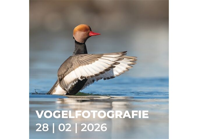 Workshop N688 Vogelfotografie