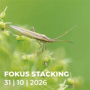Workshop N740 Fokus Stacking
