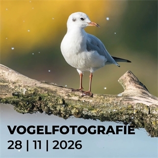 Workshop N741 Vogelfotografie