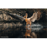 Sony SEL-100400MCW F4.5 OSS