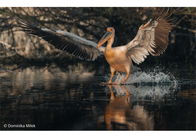 Sony SEL-100400MCW F4.5 OSS