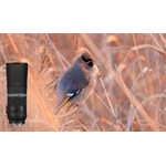 Canon RF 800mm F11 IS STM