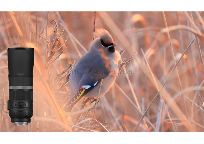 Canon RF 800mm F11 IS STM