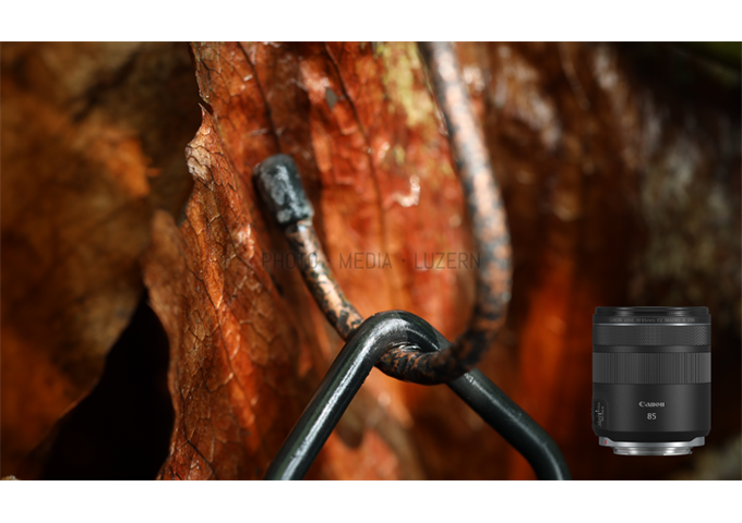 Canon RF 85mm F2 IS STM Macro