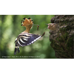 Sony SEL-70200 G2 F4 Macro OSS