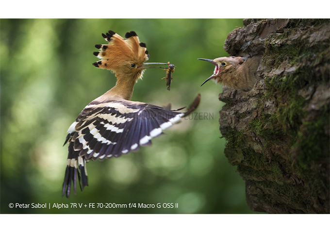 Sony SEL-70200 G2 F4 Macro OSS