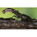 Sony SEL-70200 G2 F4 Macro OSS