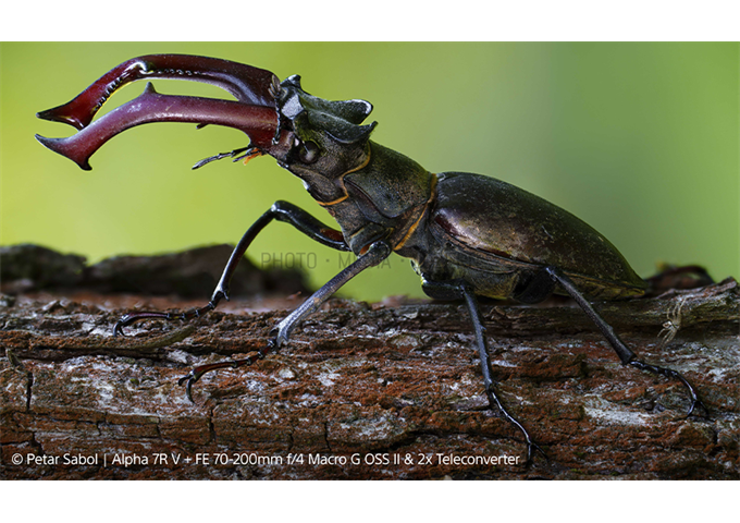 Sony SEL-70200 G2 F4 Macro OSS