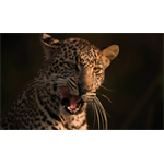 Nikon Nikkor Z 400mm F2.8 S TC VR