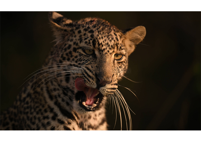 Nikon Nikkor Z 400mm F2.8 S TC VR