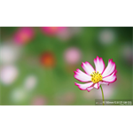 Sony SEL-100 F2.8 GM STF OSS