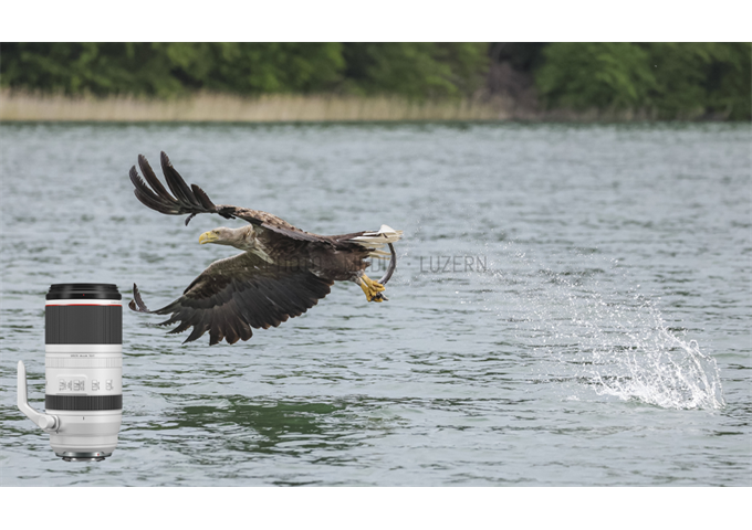 Canon RF 100-500mm F4.5-7.1 L IS USM