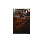 Sony SEL-50 F1.4 GM