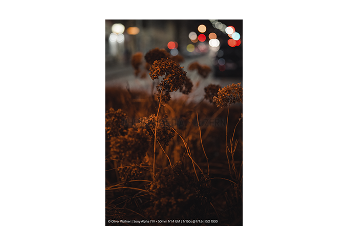 Sony SEL-50 F1.4 GM