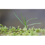 Sony SEL-90 F2.8 G Macro