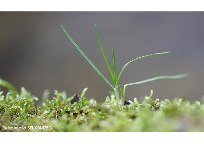 Sony SEL-90 F2.8 G Macro